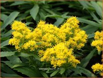 Solidago &#39;Laurin&#39;