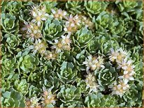 Sedum pachyclados