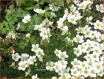 Saxifraga arendsii &#39;Wit&#39;