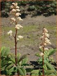 Rodgersia &#39;Borodin&#39;