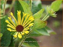 Rudbeckia subtomentosa &#39;Little Henry&#39;