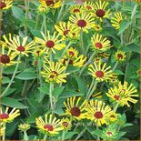 Rudbeckia subtomentosa &#39;Little Henry&#39;