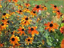 Rudbeckia triloba &#39;Prairie Glow&#39;