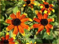 Rudbeckia triloba &#39;Prairie Glow&#39;