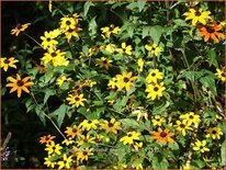 Rudbeckia triloba &#39;Prairie Glow&#39;