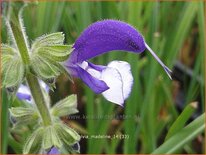 Salvia &#39;Madeline&#39;