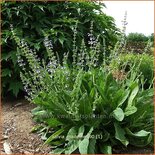 Salvia &#39;Madeline&#39;