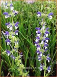 Salvia &#39;Madeline&#39;