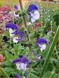 Salvia &#39;Madeline&#39;