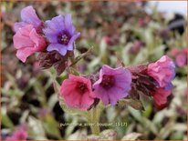 Pulmonaria &#39;Silver Bouquet&#39;