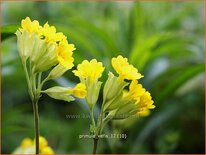 Primula veris