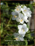 Polemonium caeruleum &#39;Album&#39;