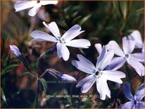 Phlox &#39;Oakington Blue Eyes&#39;