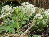 Petasites albus