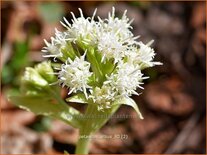 Petasites albus