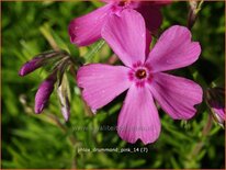 Phlox &#39;Drummond Pink&#39;