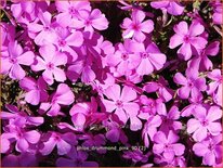 Phlox &#39;Drummond Pink&#39;