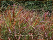 Panicum virgatum &#39;Kurt Bluemel&#39;