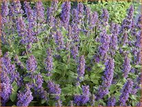 Nepeta &#39;Purple Haze&#39;