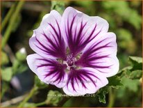 Malva sylvestris &#39;Zebrina&#39;