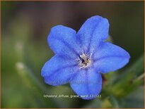 Lithodora diffusa &#39;Grace Ward&#39;