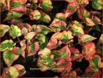 Houttuynia cordata &#39;Jokers Gold&#39;