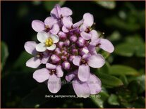 Iberis sempervirens &#39;Pink Ice&#39;