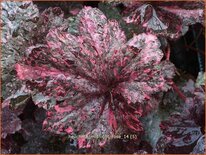 Heuchera &#39;Midnight Rose&#39;