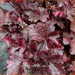 Heuchera &#39;Midnight Rose&#39;