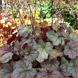 Heuchera &#39;Pinot Gris&#39;