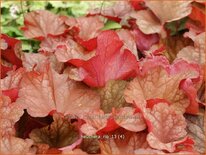 Heuchera &#39;Rio&#39;