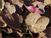 Heuchera &#39;XXL&#39;