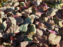 Heuchera &#39;XXL&#39;