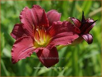 Hemerocallis &#39;Pardon Me&#39;