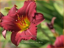 Hemerocallis &#39;Pardon Me&#39;