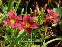 Hemerocallis &#39;Pardon Me&#39;