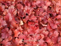 Heuchera &#39;Fire Alarm&#39;