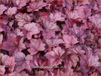 Heuchera &#39;Georgia Plum&#39;