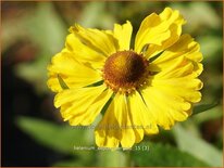 Helenium &#39;Septembergold&#39;