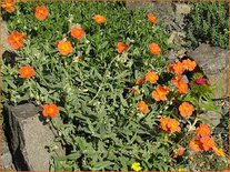 Helianthemum &#39;Fire Dragon&#39;