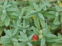 Helianthemum &#39;Fire Dragon&#39;