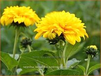 Helianthus decapetalus &#39;Sunshine Daydream&#39;