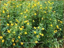 Heliopsis helianthoides &#39;Asahi&#39;