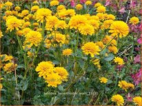 Heliopsis helianthoides &#39;Asahi&#39;