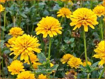 Heliopsis helianthoides &#39;Asahi&#39;