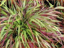 Hakonechloa macra &#39;Beni-Kaze&#39;