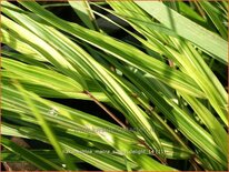 Hakonechloa macra &#39;Sunny Delight&#39;