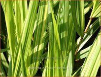 Hakonechloa macra &#39;Sunny Delight&#39;