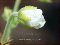 Geranium pratense &#39;Laura&#39;