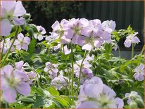 Geranium maculatum &#39;Chatto&#39;